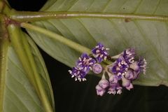 Memecylon subcordatum